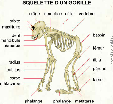 Squelette d'un gorille (Dictionnaire Visuel)
